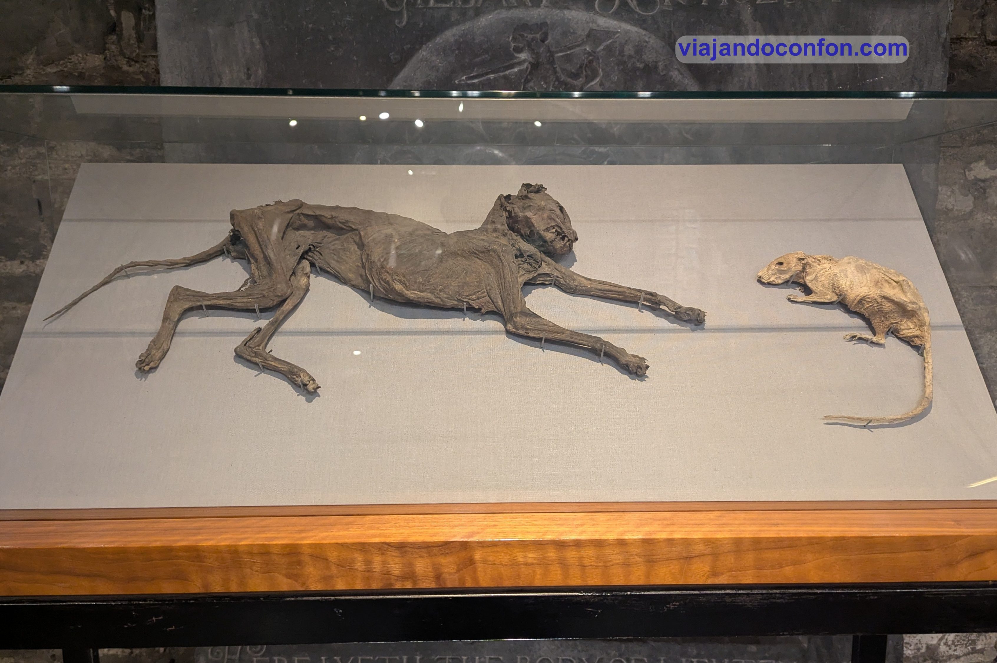 El gato y la rata Christ Church Cathedral dublin