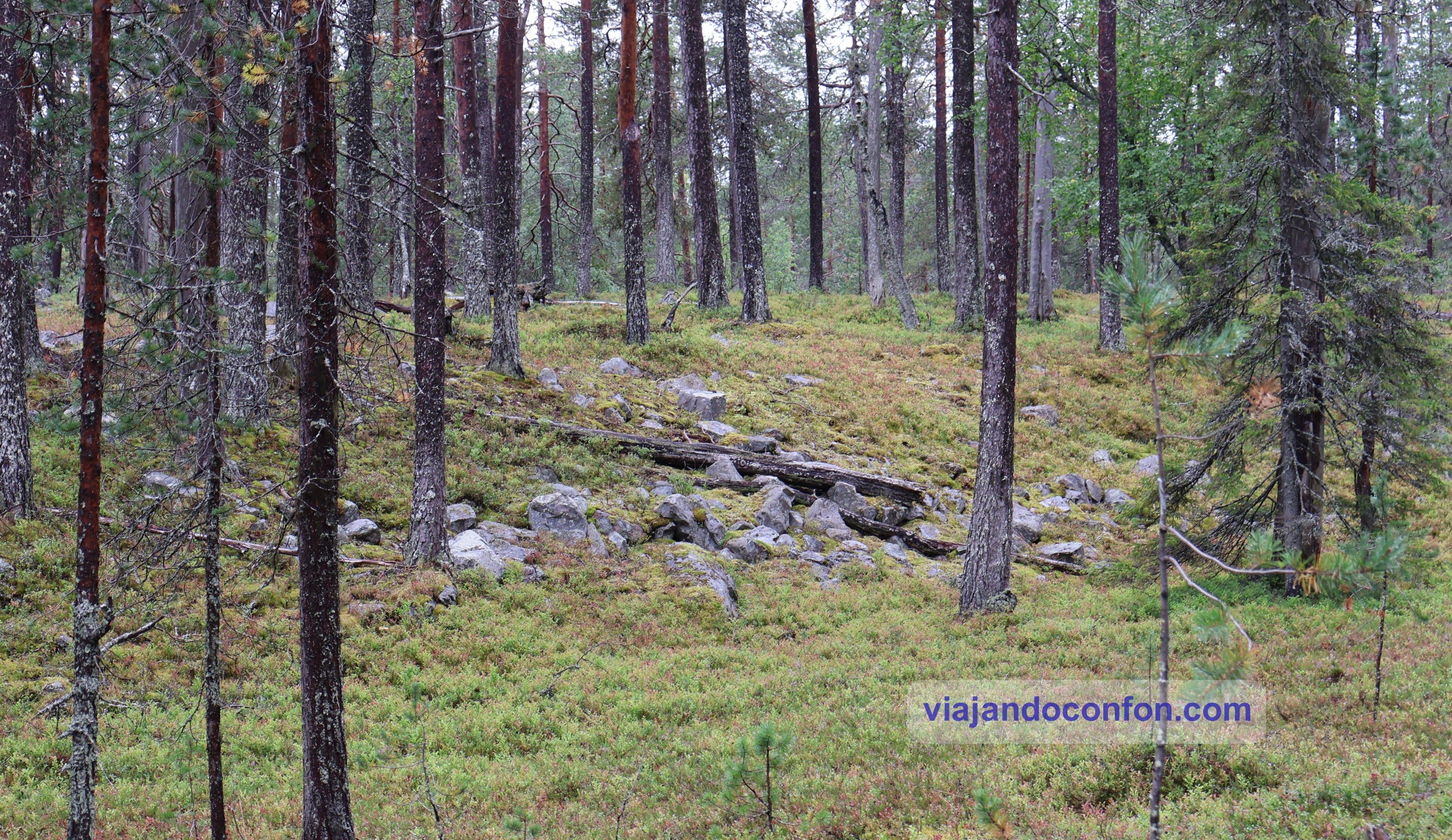 Pyhä-Luosto National Park
